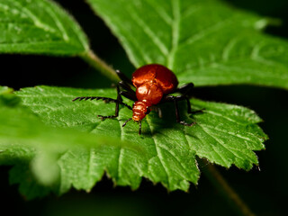 bug on leaf