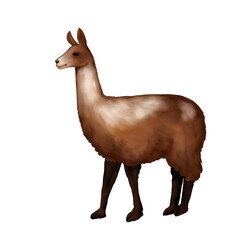 Illustration of llama isolated on white