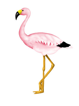 Illustration of pink flamingo isolated on white