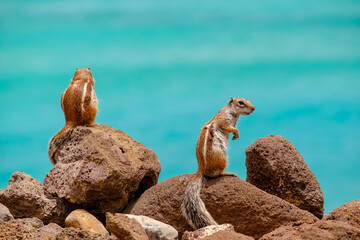 Chipmunks sit on rocks with the ocean on the background on the Canary Island Fuerteventura.
