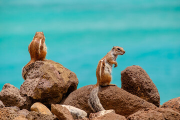 Chipmunks sit on rocks with the ocean on the background on the Canary Island Fuerteventura.