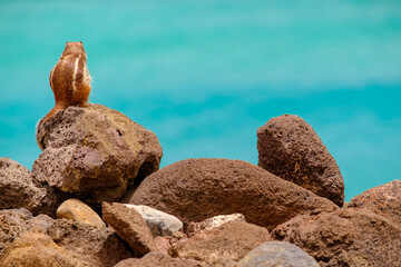 A chipmunk sits on rocks with the ocean on the background on the Canary Island Fuerteventura.
