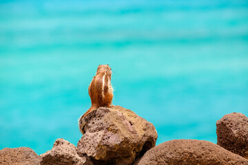 A chipmunk sits on rocks with the ocean on the background on the Canary Island Fuerteventura.