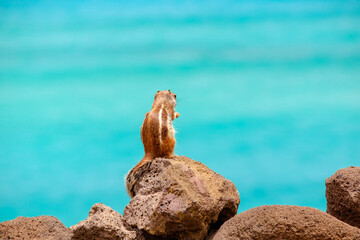 A chipmunk sits on rocks with the ocean on the background on the Canary Island Fuerteventura.