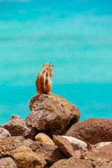 A chipmunk sits on rocks with the ocean on the background on the Canary Island Fuerteventura.
