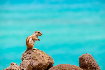 A chipmunk sits on rocks with the ocean on the background on the Canary Island Fuerteventura.