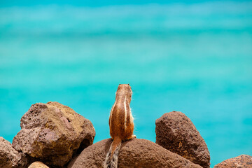 A chipmunk sits on rocks with the ocean on the background on the Canary Island Fuerteventura.