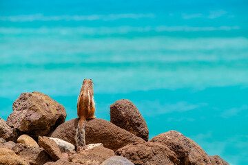 A chipmunk sits on rocks with the ocean on the background on the Canary Island Fuerteventura.