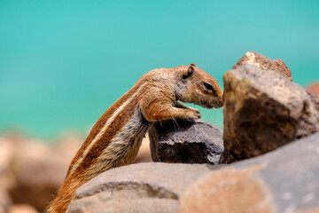 A chipmunk sits on rocks with the ocean on the background on the Canary Island Fuerteventura.
