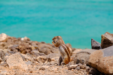 A chipmunk sits on rocks with the ocean on the background on the Canary Island Fuerteventura.
