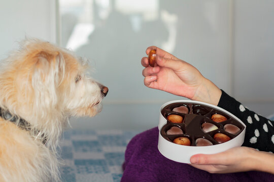 Dog looking at woman eating valentines day chocolate