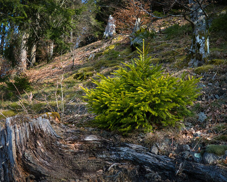 Junger  Baum -Tanne im Wald mit herbstlichen Hintergrund