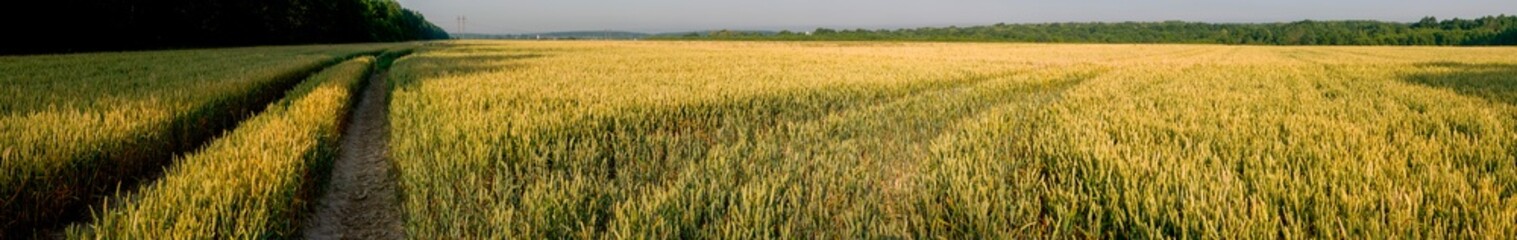 Panorama of wheat field. Sunny day and green trees on the background.