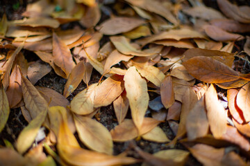 Background of yellow autumn leaves out of focus lit by natural daylight . Autumn theme.