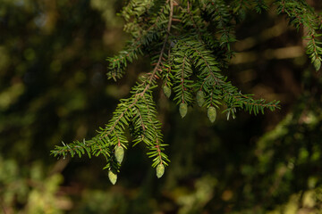 spruce branch with young cones