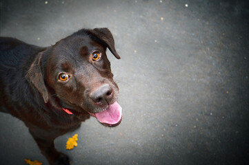 Dog Labrador retriever looking up into camera Top view