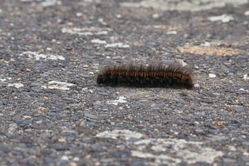 Caterpillar feeding on a leaf. a single animal close up