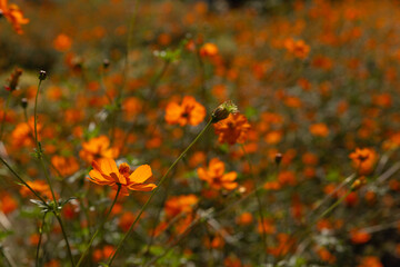 Orange cosmos flower in the field 