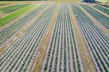 Autumn aerial colorful view over raised garden beds farmland on the Florida Georgia Line 