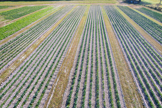 Autumn aerial colorful view over raised garden beds farmland on the Florida Georgia Line 