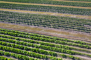 Aerial view of horizontal raised garden beds in North Florida