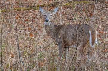 Curious White Tailed Doe Deer in the Shenandoah National Park of Blue Ridge Mountains, Virginia