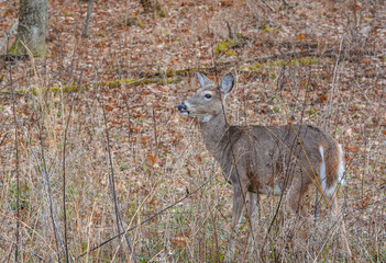 Curious White Tailed Doe Deer in the Shenandoah National Park of Blue Ridge Mountains, Virginia