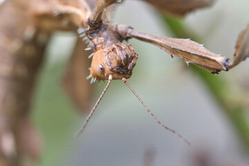 head of a praying mantis, lurking on a branch