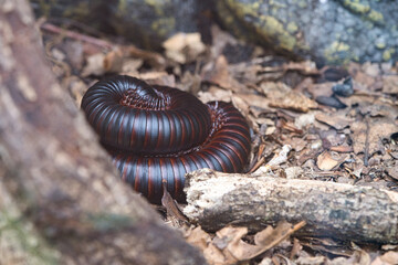 A rolled up giant centipede in a terrarium.