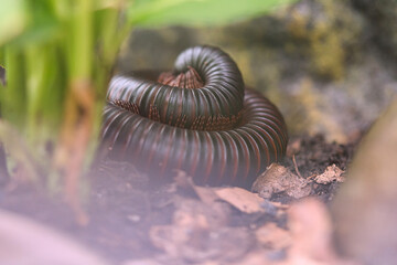 A rolled up giant centipede in a terrarium.