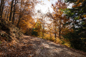Fototapeta na wymiar Autumn forest pathway leaves