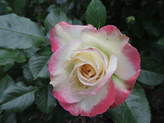 pink rose
