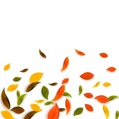 Falling autumn leaves. Red, yellow, green, brown chaotic leaves flying. Gradient colorful foliage on valuable white background. Authentic back to school sale.