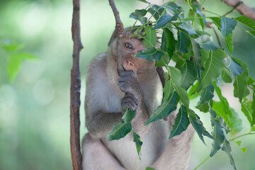 可愛いサル