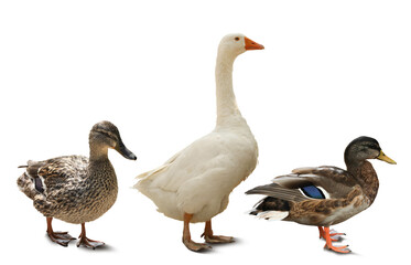 Beautiful domestic goose and ducks on white background, collage
