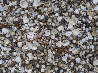 Thick layer of empty brown and white seashells washed ashore