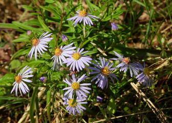 Bunch of Skyblue Aster flowers