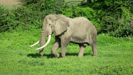 African elephant walking with right front foot up