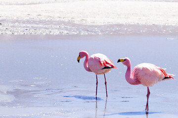 Laguna Hedionda flamingos, Bolivia