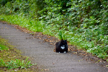 Lonely black and white cat lying on the path