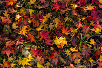 autumn leaves background