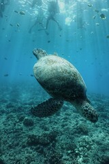 Obraz premium Swimming with Hawaiian Green Sea Turtles in Hawaii 