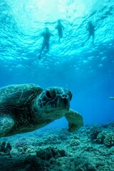 Swimming with Hawaiian Green Sea Turtles in Hawaii 