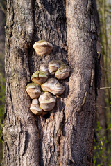 tree trunk overgrown with fungus, Tree bark