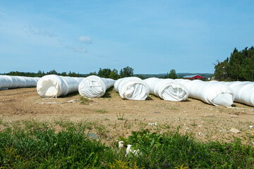 Multiple long rows of white silo bales of hay in a farmer's field. The farm has green hay growing around the stored haystack rolls on pasture land. The covering is a white plastic or poly material.