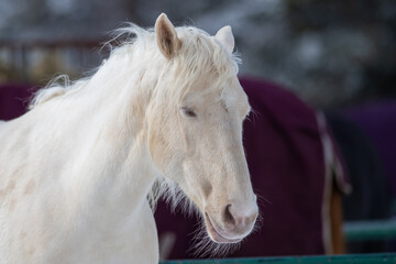 A portrait of a pure white horse head with pointy ears, a muscular body, pink skin, white hair, long white hair mane, and blue eyes. The domestic animal is in a coral with a green metal fence. 