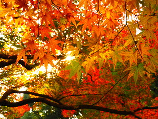 紅葉
