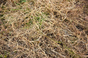 雑草・枯れ草・地面・アップ・冬・空き地