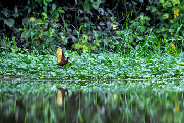Northern Jacana in Costa Rica protects its nest through a territorial display of its wingspan