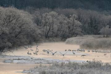 ねぐらから飛び立つタンチョウ（北海道・鶴居村）
